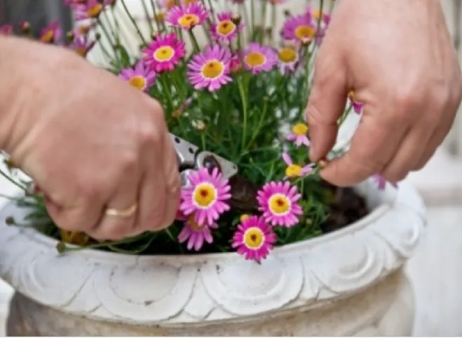 Giardinaggio 2