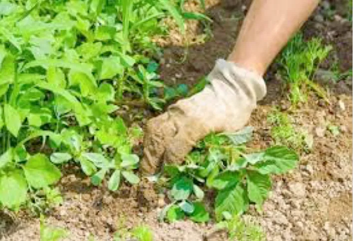 Giardinaggio 3